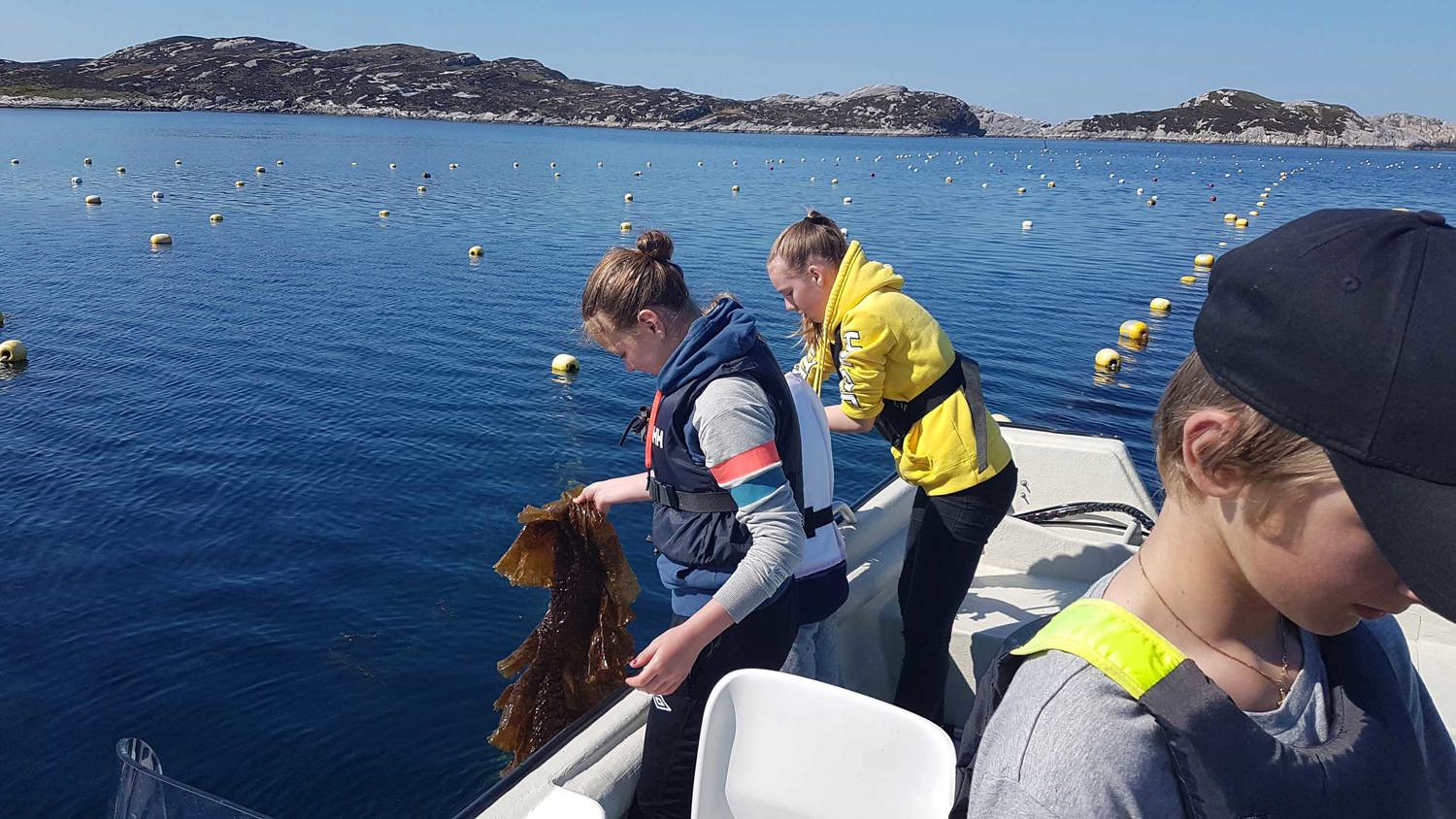 Lag forsker på tang